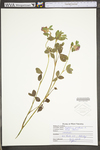 Trifolium pratense