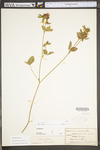 Trifolium pratense