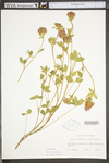 Trifolium pratense