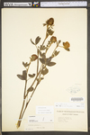 Trifolium pratense