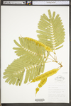 Albizia julibrissin