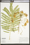 Albizia julibrissin