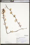 Cercis canadensis var. canadensis