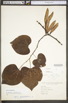 Cercis canadensis var. canadensis