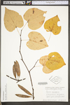 Cercis canadensis var. canadensis