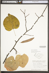 Cercis canadensis var. canadensis