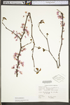 Cercis canadensis var. canadensis