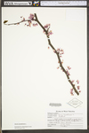 Cercis canadensis var. canadensis