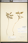 Chamaecrista nictitans ssp. nictitans var. nictitans