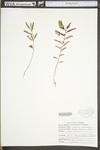 Chamaecrista nictitans ssp. nictitans var. nictitans