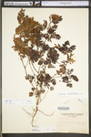 Chamaecrista nictitans ssp. nictitans var. nictitans