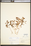 Chamaecrista nictitans ssp. nictitans var. nictitans