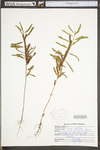 Chamaecrista nictitans ssp. nictitans var. nictitans