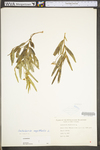 Crotalaria sagittalis