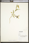 Crotalaria sagittalis