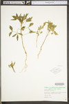 Crotalaria sagittalis