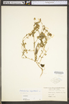 Crotalaria sagittalis