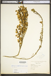 Cytisus scoparius var. scoparius