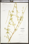 Cytisus scoparius var. scoparius