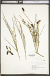 Cytisus scoparius var. scoparius