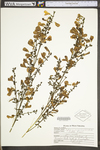 Cytisus scoparius var. scoparius