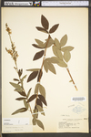 Desmodium canadense