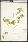 Desmodium canescens