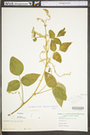 Desmodium canescens