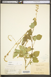 Desmodium canescens