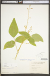 Desmodium canescens