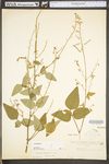 Desmodium canescens