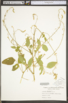 Desmodium canescens