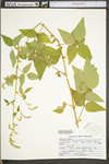 Desmodium canescens