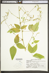 Desmodium canescens