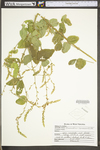 Desmodium canescens