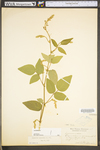 Desmodium canescens