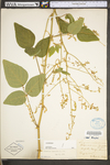 Desmodium canescens