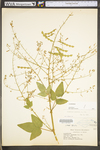 Desmodium canescens