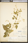 Desmodium canescens