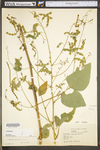 Desmodium canescens