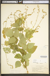 Desmodium canescens