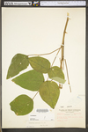 Desmodium canescens