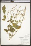 Desmodium canescens