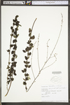 Desmodium ciliare var. ciliare