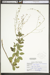 Desmodium ciliare var. ciliare