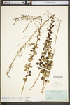 Desmodium ciliare var. ciliare