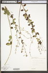 Desmodium ciliare var. ciliare