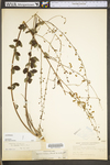 Desmodium ciliare var. ciliare