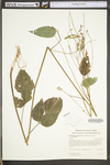 Desmodium cuspidatum var. cuspidatum