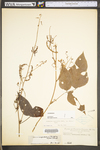 Desmodium cuspidatum var. cuspidatum